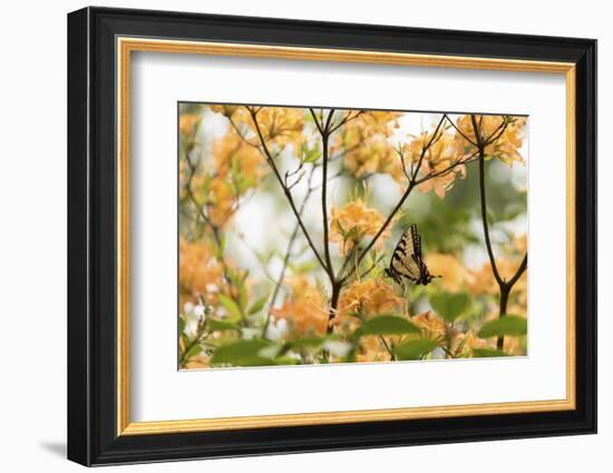 USA, Tennessee, Great Smoky Mountains National Park Tiger Swallowtail butterfly on Flame Azalea-Trish Drury-Framed Photographic Print