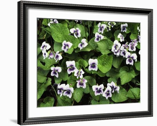 USA, Tennessee, Great Smoky Mountains NP, Violet Wildflowers-Christopher Talbot Frank-Framed Photographic Print