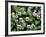 USA, Tennessee, Great Smoky Mountains NP, Violet Wildflowers-Christopher Talbot Frank-Framed Photographic Print