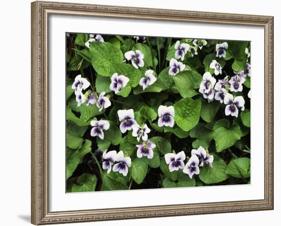 USA, Tennessee, Great Smoky Mountains NP, Violet Wildflowers-Christopher Talbot Frank-Framed Photographic Print