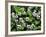 USA, Tennessee, Great Smoky Mountains NP, Violet Wildflowers-Christopher Talbot Frank-Framed Photographic Print