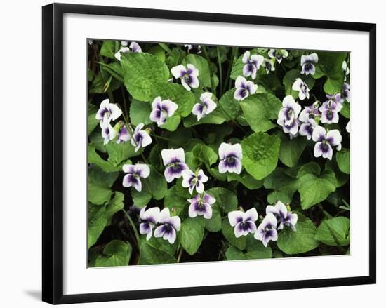 USA, Tennessee, Great Smoky Mountains NP, Violet Wildflowers-Christopher Talbot Frank-Framed Photographic Print
