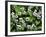 USA, Tennessee, Great Smoky Mountains NP, Violet Wildflowers-Christopher Talbot Frank-Framed Photographic Print