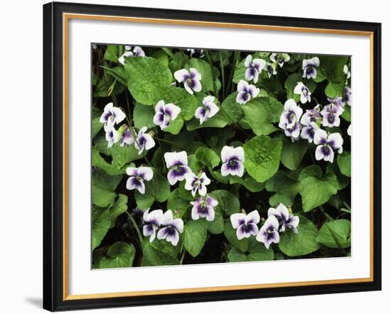 USA, Tennessee, Great Smoky Mountains NP, Violet Wildflowers-Christopher Talbot Frank-Framed Photographic Print