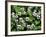 USA, Tennessee, Great Smoky Mountains NP, Violet Wildflowers-Christopher Talbot Frank-Framed Photographic Print