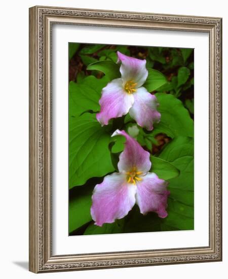 USA, Tennessee, Great Smoky Mountains Trillium Wildflowers-Jaynes Gallery-Framed Photographic Print