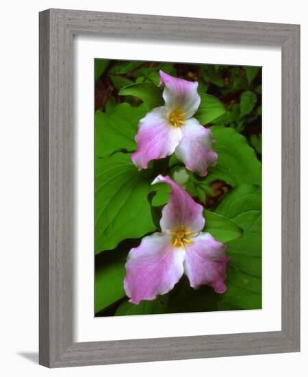 USA, Tennessee, Great Smoky Mountains Trillium Wildflowers-Jaynes Gallery-Framed Photographic Print