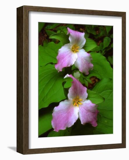 USA, Tennessee, Great Smoky Mountains Trillium Wildflowers-Jaynes Gallery-Framed Photographic Print