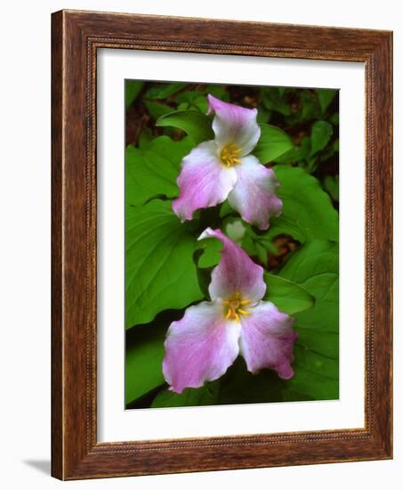 USA, Tennessee, Great Smoky Mountains Trillium Wildflowers-Jaynes Gallery-Framed Photographic Print