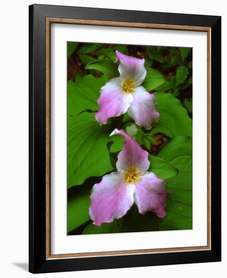 USA, Tennessee, Great Smoky Mountains Trillium Wildflowers-Jaynes Gallery-Framed Photographic Print