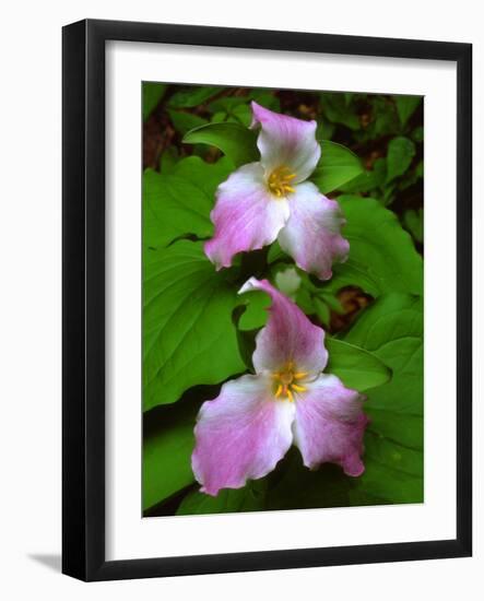 USA, Tennessee, Great Smoky Mountains Trillium Wildflowers-Jaynes Gallery-Framed Photographic Print