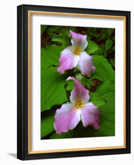 USA, Tennessee, Great Smoky Mountains Trillium Wildflowers-Jaynes Gallery-Framed Photographic Print