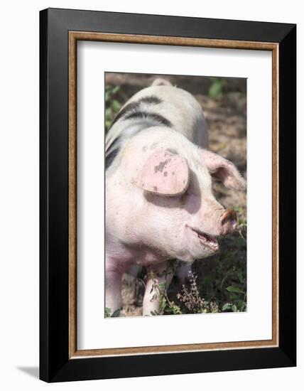 USA, Tennessee. Happy pig.-Trish Drury-Framed Photographic Print