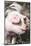 USA, Tennessee. Happy pig.-Trish Drury-Mounted Photographic Print