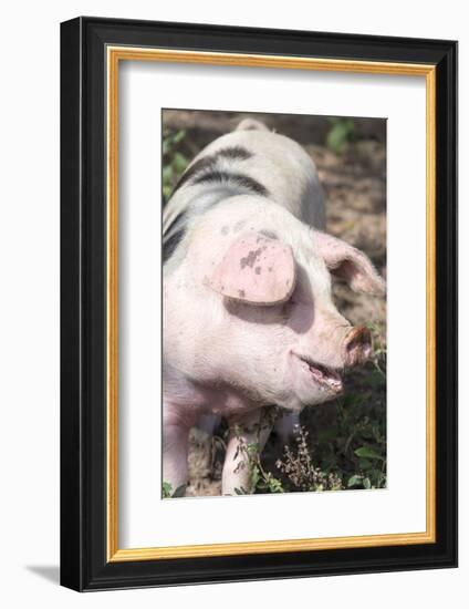 USA, Tennessee. Happy pig.-Trish Drury-Framed Photographic Print
