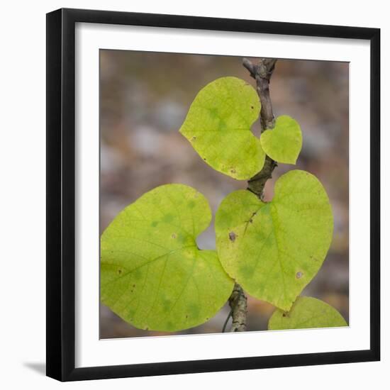 USA, Tennessee. Heart-Shaped Vine Leaves-Don Paulson-Framed Photographic Print