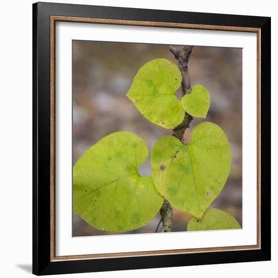 USA, Tennessee. Heart-Shaped Vine Leaves-Don Paulson-Framed Photographic Print