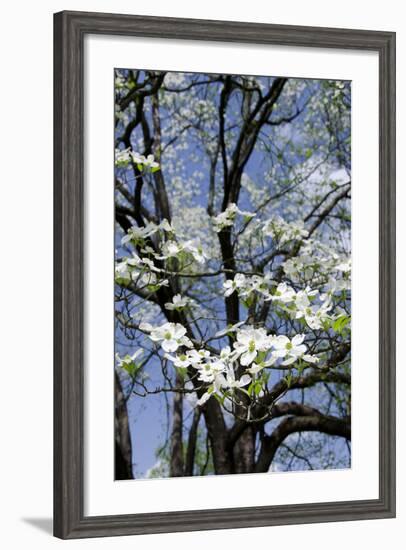 USA, Tennessee, Nashville. Flowering dogwood tree at The Hermitage.-Cindy Miller Hopkins-Framed Photographic Print