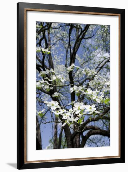 USA, Tennessee, Nashville. Flowering dogwood tree at The Hermitage.-Cindy Miller Hopkins-Framed Photographic Print