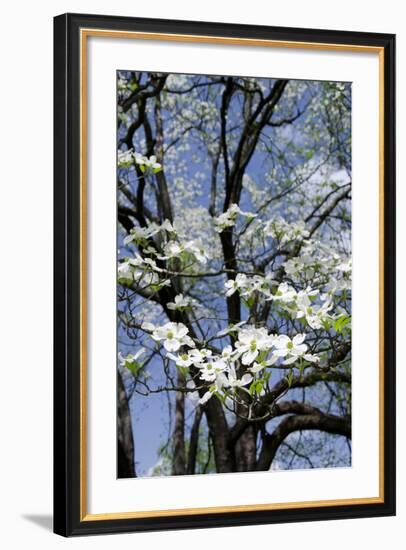 USA, Tennessee, Nashville. Flowering dogwood tree at The Hermitage.-Cindy Miller Hopkins-Framed Photographic Print