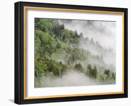 USA, Tennessee, North Carolina, Great Smoky Mountains National Park-Zandria Muench Beraldo-Framed Photographic Print