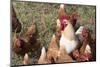 USA, Tennessee. Pastured rooster and hens-Trish Drury-Mounted Photographic Print