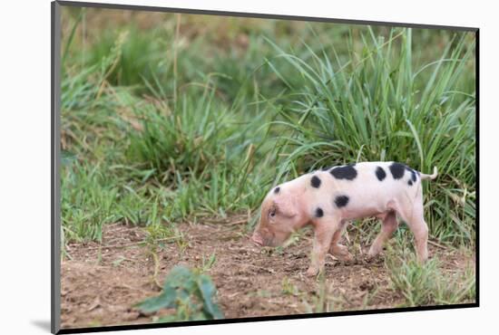 USA, Tennessee. Piglet slyly smiles-Trish Drury-Mounted Photographic Print