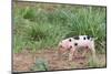 USA, Tennessee. Piglet slyly smiles-Trish Drury-Mounted Photographic Print