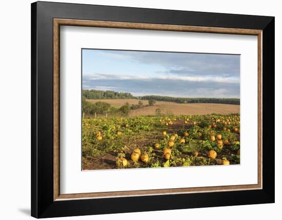 USA, Tennessee. Pumpkin patch and agricultural fields wiyh hay bales in morning light-Trish Drury-Framed Photographic Print