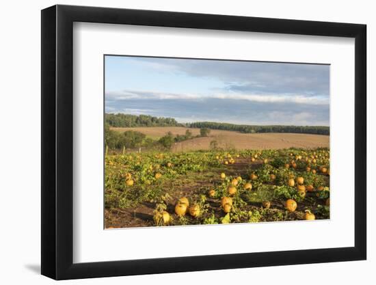 USA, Tennessee. Pumpkin patch and agricultural fields wiyh hay bales in morning light-Trish Drury-Framed Photographic Print