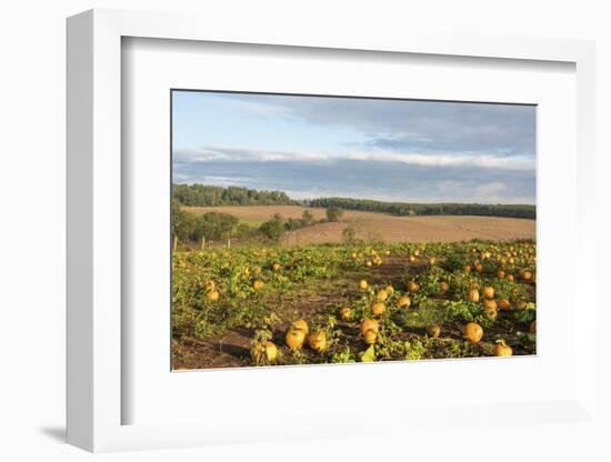 USA, Tennessee. Pumpkin patch and agricultural fields wiyh hay bales in morning light-Trish Drury-Framed Photographic Print