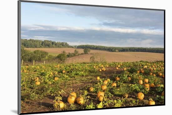 USA, Tennessee. Pumpkin patch and agricultural fields wiyh hay bales in morning light-Trish Drury-Mounted Photographic Print