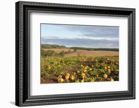 USA, Tennessee. Pumpkin patch and agricultural fields wiyh hay bales in morning light-Trish Drury-Framed Photographic Print