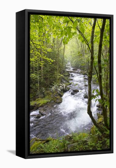 USA, Tennessee, Smoky Mountain NP. Middle Prong trail of Little River.-Trish Drury-Framed Premier Image Canvas