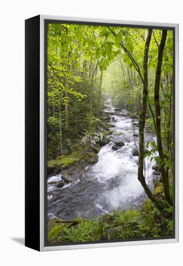 USA, Tennessee, Smoky Mountain NP. Middle Prong trail of Little River.-Trish Drury-Framed Premier Image Canvas