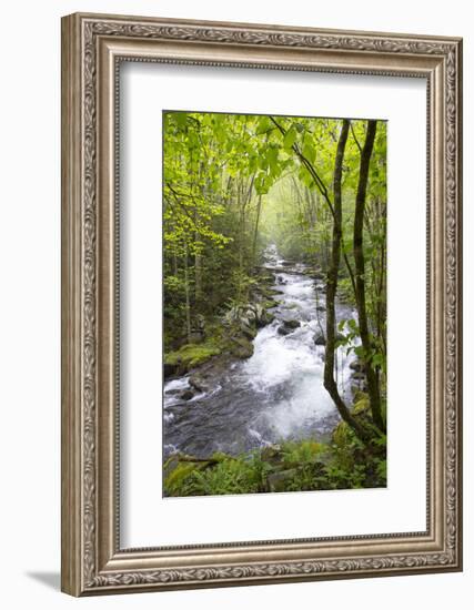 USA, Tennessee, Smoky Mountain NP. Middle Prong trail of Little River.-Trish Drury-Framed Photographic Print