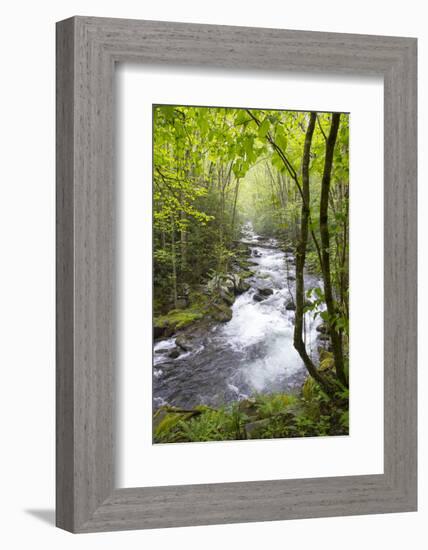 USA, Tennessee, Smoky Mountain NP. Middle Prong trail of Little River.-Trish Drury-Framed Photographic Print
