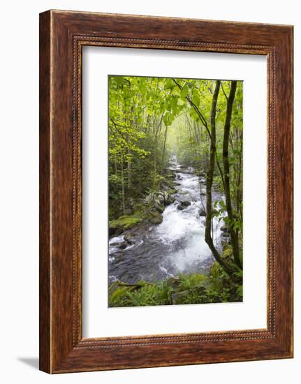 USA, Tennessee, Smoky Mountain NP. Middle Prong trail of Little River.-Trish Drury-Framed Photographic Print