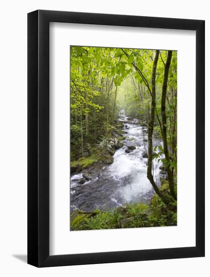 USA, Tennessee, Smoky Mountain NP. Middle Prong trail of Little River.-Trish Drury-Framed Photographic Print