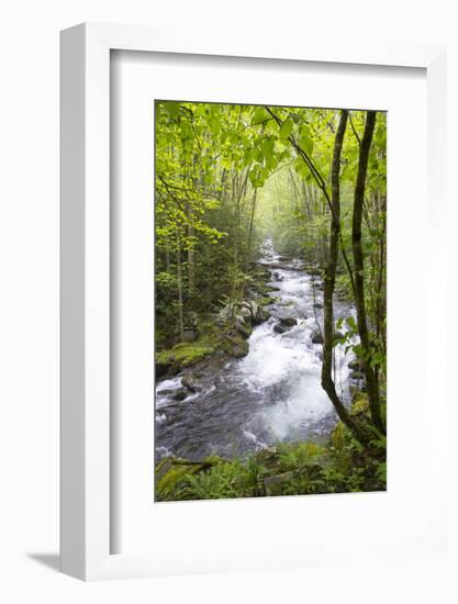 USA, Tennessee, Smoky Mountain NP. Middle Prong trail of Little River.-Trish Drury-Framed Photographic Print