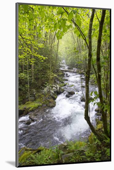USA, Tennessee, Smoky Mountain NP. Middle Prong trail of Little River.-Trish Drury-Mounted Photographic Print