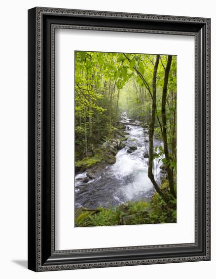 USA, Tennessee, Smoky Mountain NP. Middle Prong trail of Little River.-Trish Drury-Framed Photographic Print