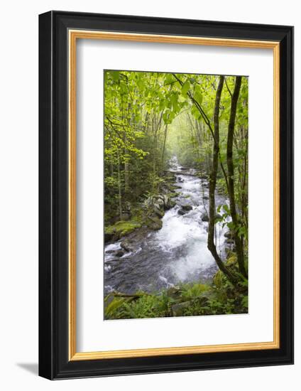 USA, Tennessee, Smoky Mountain NP. Middle Prong trail of Little River.-Trish Drury-Framed Photographic Print