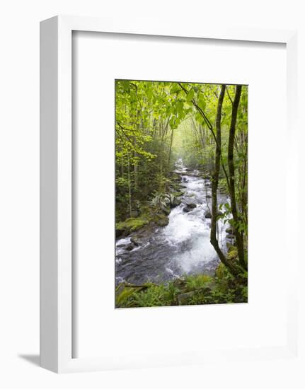 USA, Tennessee, Smoky Mountain NP. Middle Prong trail of Little River.-Trish Drury-Framed Photographic Print