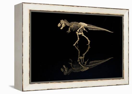 USA, Tennessee. T-Rex Skeleton Replica Reflection-Jaynes Gallery-Framed Premier Image Canvas