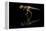 USA, Tennessee. T-Rex Skeleton Replica Reflection-Jaynes Gallery-Framed Premier Image Canvas