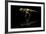 USA, Tennessee. T-Rex Skeleton Replica Reflection-Jaynes Gallery-Framed Photographic Print