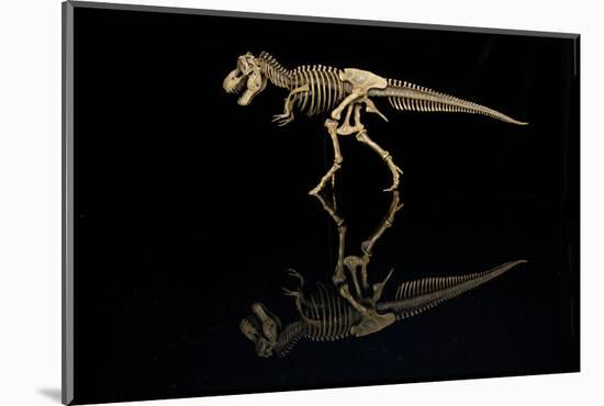 USA, Tennessee. T-Rex Skeleton Replica Reflection-Jaynes Gallery-Mounted Photographic Print