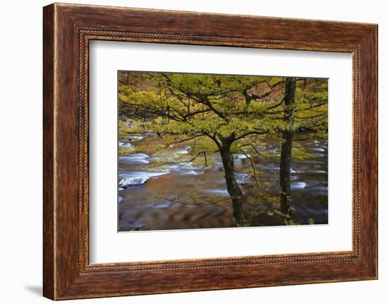 USA, Tennessee. Trees along the Little River in the Smoky Mountains.-Joanne Wells-Framed Photographic Print