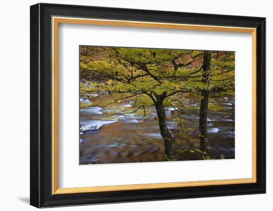 USA, Tennessee. Trees along the Little River in the Smoky Mountains.-Joanne Wells-Framed Photographic Print